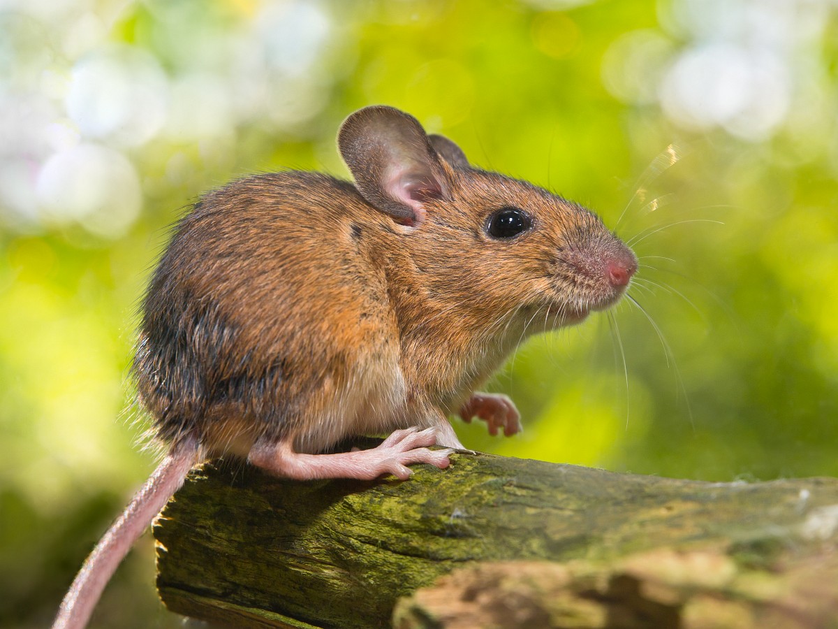 Apodemus sylvaticus, Wood Mouse